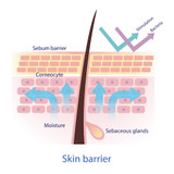 Skin Immune System Function: Innate and Adaptive Immunity