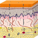 The Three-Layer Architecture of Human Skin