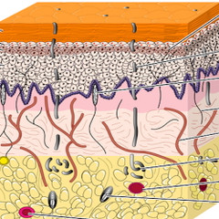 The Three-Layer Architecture of Human Skin The Three-Layer Architecture of Human Skin