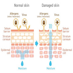 How to Strengthen Skin Barrier: Ingredients, Routine, Diet