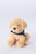 Plush Golden Retriever