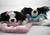 Crochet Papillon Lovey