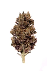 Strawberry Lemonade - whole bud