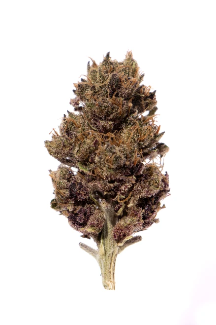 Strawberry Lemonade - whole bud