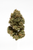 Legendary OG - whole bud