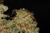 Legendary OG - trichome macro