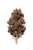 Strawberry Lemonade - whole bud