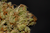 Daiquiri Factory - trichome macro