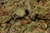 Daiquiri Factory - trichome macro