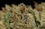 Payton's Strawberries - trichome macro