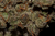 Skunk Jam - bud closeup