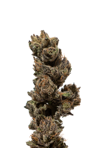 Skunk Jam