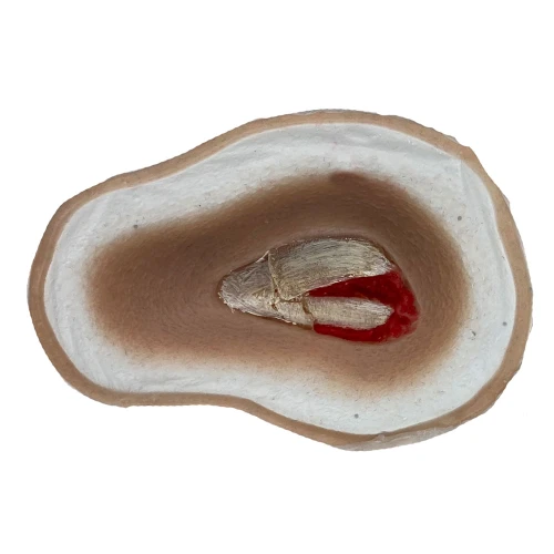 SiMoulage™ SFX 3" Silicone Open Fracture  With Bone Fragments