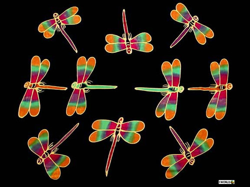 Dragonfly Rainbow-1624347277