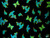 Turquoise and Black Butterfly Sarong 12