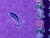Pareo / Sarong / Pareau Hawaiian Style Floral Wrap "Dolphin 6"