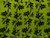 Passion Fruit Floral Sarong "Lime Green and Black"
