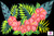 Arpela Tropical Bliss - Hibiscus Hand-Painted Sarongs on Black Background in Top-Quality Rayon