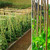 50 x 2ft (60cm) Bamboo canes