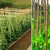 80 x 4FT Bamboo Canes Sticks 120cm