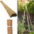 40 PIECE 8FT BAMBOO CANES STICKS