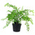 35cm Artificial Potted Fern Plant (Southern Maidenhair Fern)