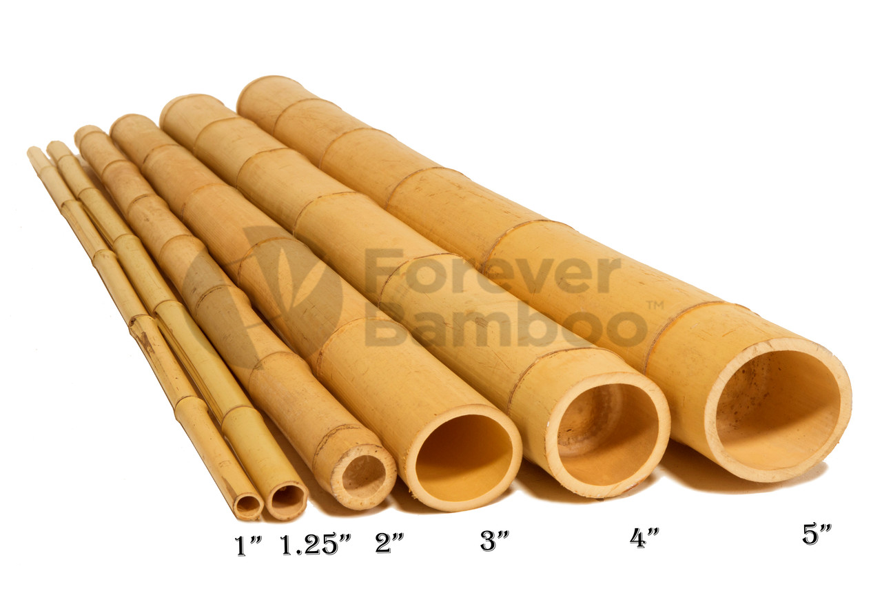 Bamboo: 3 Diameter