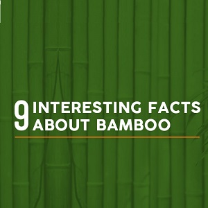 9 Interesting Facts About Bamboo