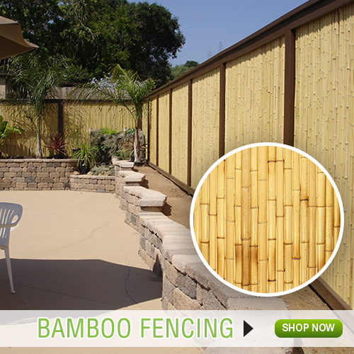 Bamboo fencing -  France