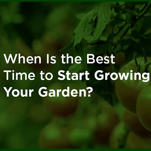 When Is the Best Time to Start Growing Your Garden?