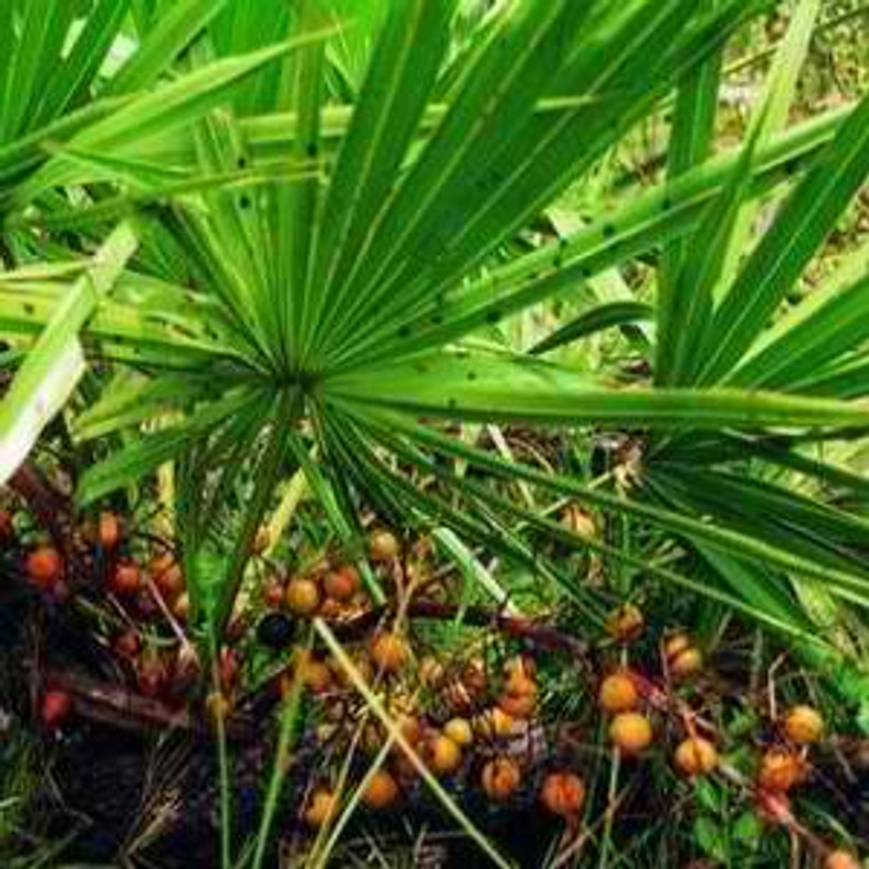 SAW PALMETTO EXTRACTS TO FIGHT HAIR LOSS