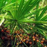 SAW PALMETTO EXTRACTS TO FIGHT HAIR LOSS