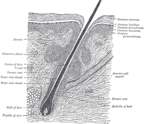 SAFELY TREAT HAIR LOSS NATURALLY