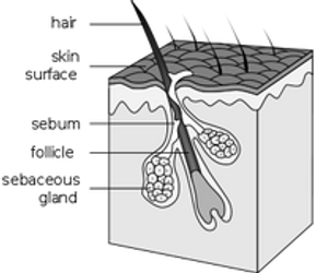 HAIR LOSS AND THE NORMAL CYCLE OF HAIR GROWTH