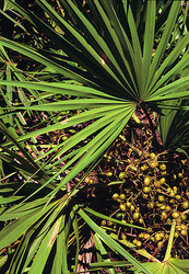TREAT AND PREVENT HAIR LOSS WITH NATURAL TREATMENTS