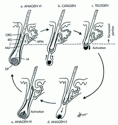 THIRTEEN ASPECTS AFFECTING THE RATE OF HAIR GROWTH