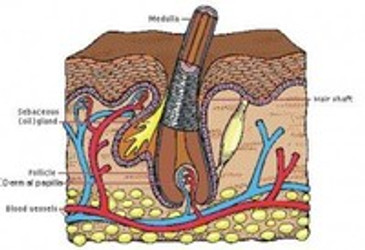 OPTIMUM HAIR GROWTH WITH PROPER NUTRITION