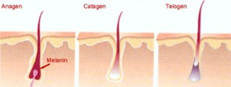 PHASES OF HAIR GROWTH
