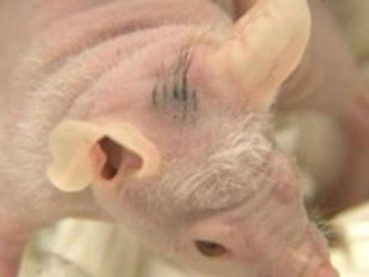 STEM CELLS: A POSSIBLE HAIR LOSS TREATMENT