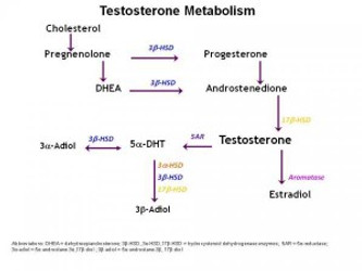 THE ROLE OF 5 ALPHA REDUCTASE IN HAIR LOSS