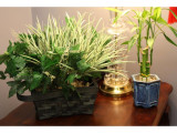 SG Home Battery Operated Plant Camera w/Cloud Recording