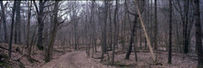 Images Of The Land ShelfScapes 2021 Forest With Road 10" x 30" Backdrop