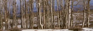 Images Of The Land ShelfScapes 1998 Stand of Trees #1 10" x 30" Backdrop
