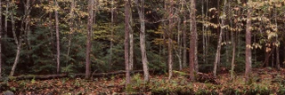 Images Of The Land ShelfScapes 2020 Forest #6 10" x 30" Backdrop