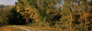 Images Of The Land® ShelfScapes #1107 Forest & Road 10" x 30" Backdrop