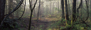 Images Of The Land® ShelfScapes #2960 Forest #2 10" x 30" Backdrop