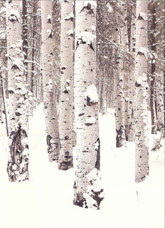 10 Original Photographic Art Note Cards With Envelopes Aspen Boles Arizona