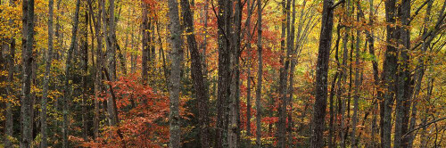 Images Of The Land ShelfScapes 1821 Forest #8 10" x 30" Backdrop