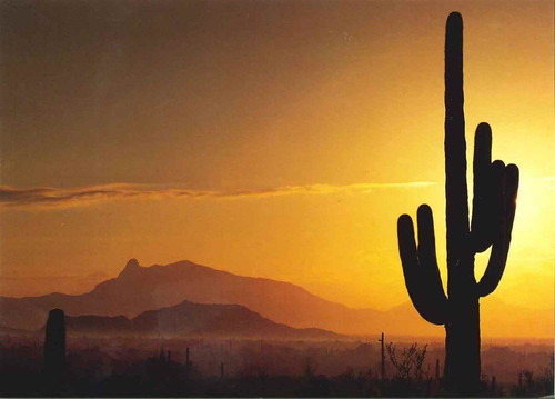 10 Original Photographic Art Note Cards With Envelopes Saguaro Cactus Arizona