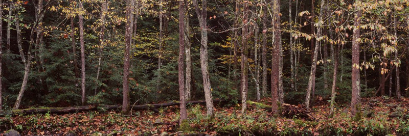 Images Of The Land ShelfScapes 2025 Forest #4 10" x 30" Backdrop